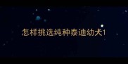 怎样挑选纯种泰迪幼犬
