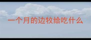 一个月的边牧给吃什么
