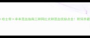 柯基哈士奇串串混血指南三种网红犬种混血优缺点全附饲养避坑清单