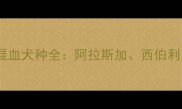 最相似品种TOP5哈士奇混血犬种全阿拉斯加西伯利亚雪橇犬等如何区分