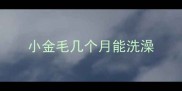 小金毛几个月能洗澡