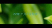 布偶8个月不长围脖