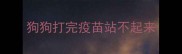 狗狗打完疫苗站不起来