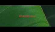 猫咪最近喜欢咬人