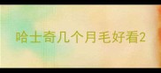 哈士奇几个月毛好看