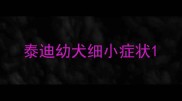 泰迪幼犬细小症状