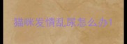 猫咪发情乱尿怎么办