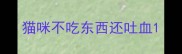 猫咪不吃东西还吐血
