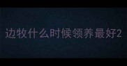 边牧什么时候领养最好