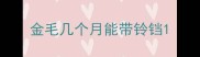 金毛几个月能带铃铛