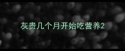 灰贵几个月开始吃营养