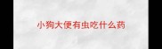 小狗大便有虫吃什么药