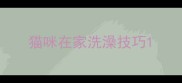 猫咪在家洗澡技巧