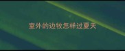 室外的边牧怎样过夏天