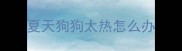 夏天狗狗太热怎么办