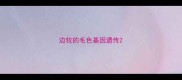 边牧的毛色基因遗传
