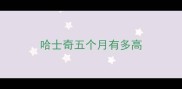 哈士奇五个月有多高