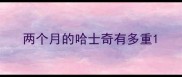 两个月的哈士奇有多重