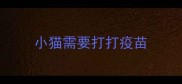 小猫需要打打疫苗