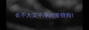 长不大又干净的宠物狗