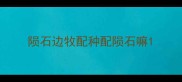 陨石边牧配种配陨石嘛