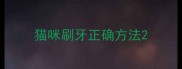 猫咪刷牙正确方法