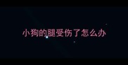 小狗的腿受伤了怎么办