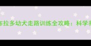 3-6个月必看拉布拉多幼犬走路训练全攻略科学养宠这样做不踩坑