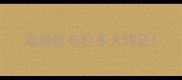 高端拉布拉多犬特征