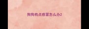狗狗有点感冒怎么办