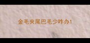 金毛夹尾巴毛少咋办