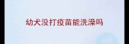 幼犬没打疫苗能洗澡吗