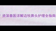 边牧鼻头干燥怎么办资深兽医详解边牧鼻头护理全指南附家庭急救方案