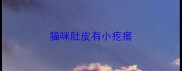 猫咪肚皮有小疙瘩
