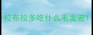 拉布拉多吃什么毛发密