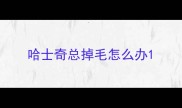 哈士奇总掉毛怎么办