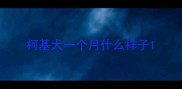 柯基犬一个月什么样子
