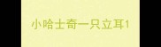小哈士奇一只立耳
