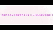 恶霸犬混血幼犬眼睛变色全记录3-6月龄必看发育指南