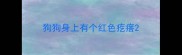 狗狗身上有个红色疙瘩