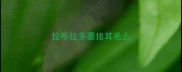 拉布拉多要拔耳毛么