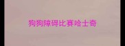 狗狗障碍比赛哈士奇