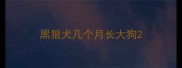 黑狼犬几个月长大狗