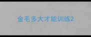 金毛多大才能训练