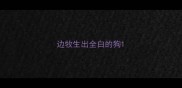 边牧生出全白的狗