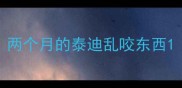 两个月的泰迪乱咬东西