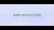 给狗打疫苗可以打快吗