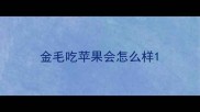 金毛吃苹果会怎么样