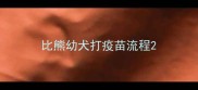 比熊幼犬打疫苗流程