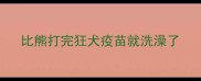 比熊打完狂犬疫苗就洗澡了